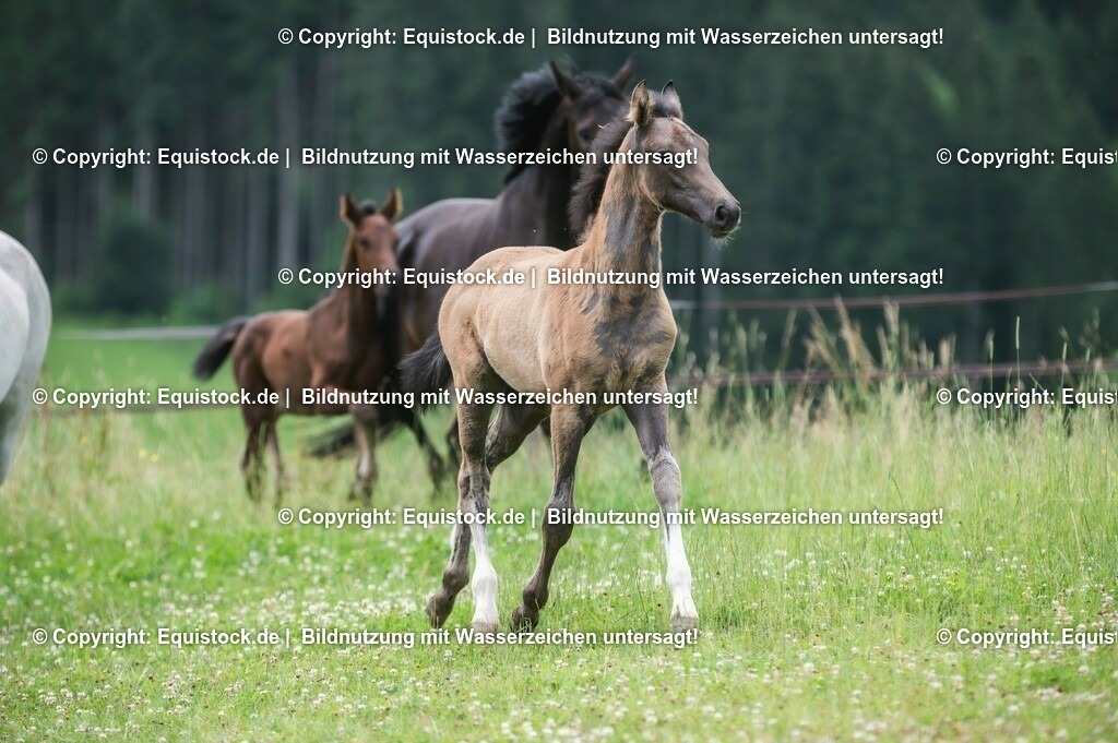 20210623_Fohlen_0475 | Foto: Thomas Hartig