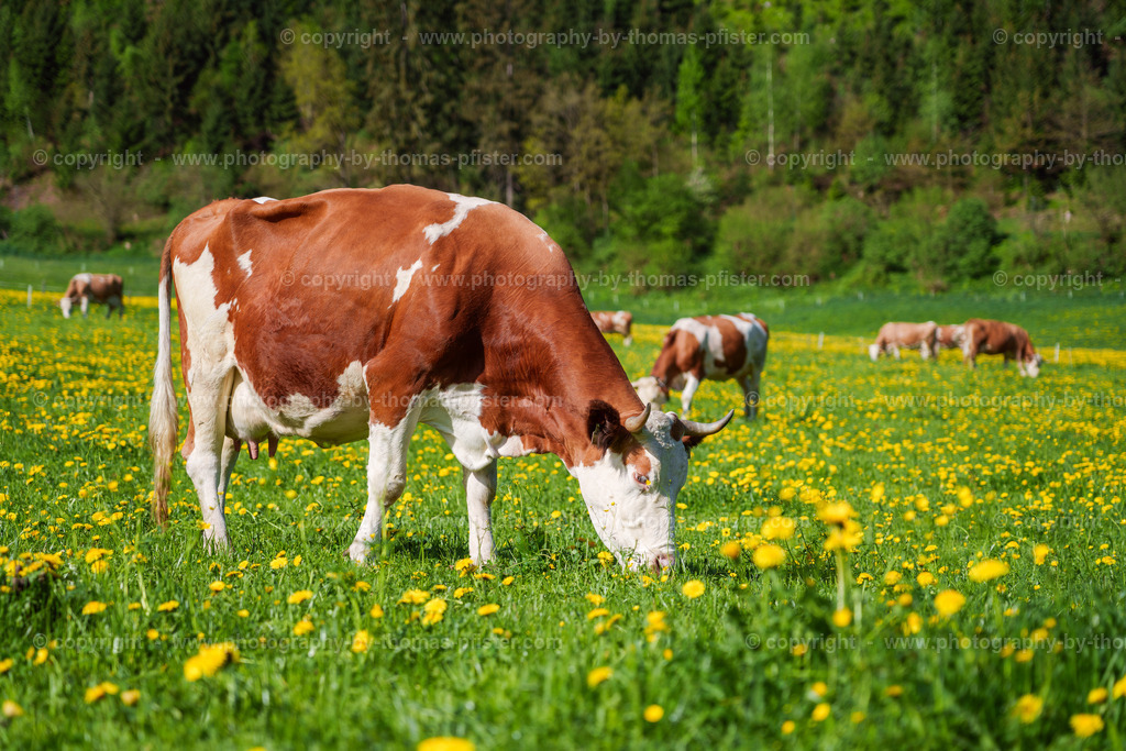 Frühling in Ried im Zillertal copyright  Thomas Pfister-3 | PHOTOGRAPHY BY THOMAS PFISTER