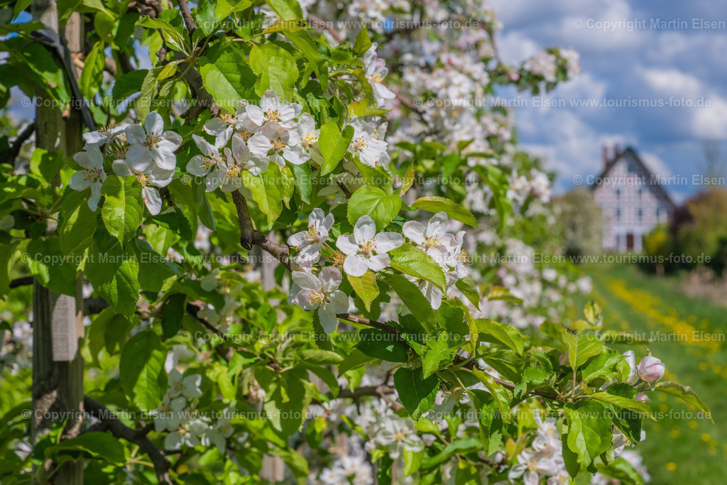 Jork Obst Blüte Fachwerk_ELS_2753170424 | Fotos aus den Touristenorten aus Norddeutschland. - Realisiert mit Pictrs.com