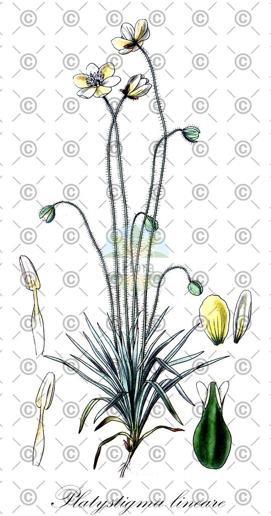 HistAbb_wfo-0000475763_2_ENZY_Simple | Historische Abbildung von Platystigma lineare - Papaveraceae | Historical Illustration of Platystigma lineare - Papaveraceae