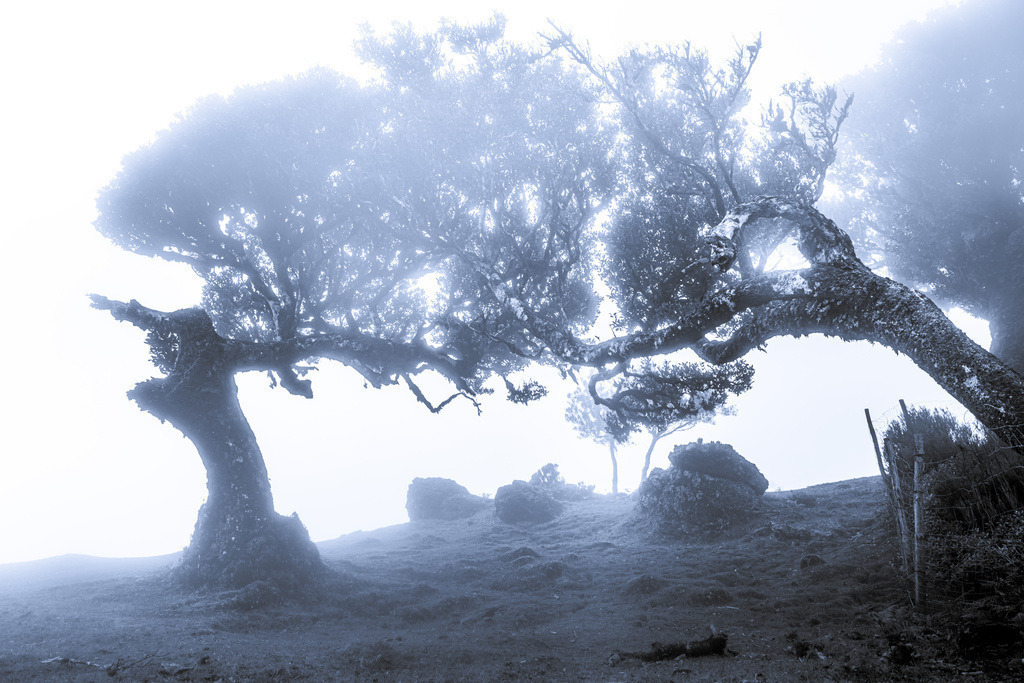 Fanal; Hochebene Paul da Serra; Madeira | Herzlich willkommen auf meiner Seite! Ich bin Elke Wallnisch, Deine Fotografin für lichtstarke Momente. Der Name steht für alles, was mich mit der Fotografie verbindet: Das Licht und seine machtvolle Wirkung auf eine Situation oder unsere Stimmung - Realisiert mit Pictrs.com
