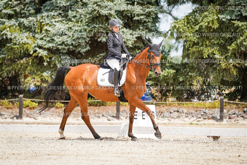 DSC03348 | Pferdegrafie