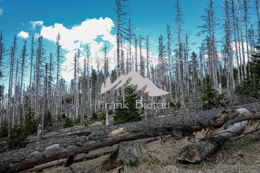 IMG_5224 | Stürme und Borkenkäfer haben dem Wald im Bayerischen und Böhmischen Wald stark zugesetzt. Die Schäden sind gewaltig und unübersehbar. Mehr und mehr breitet sich Jungwuchs und damit neuer Wald in den Höhenlagen aus