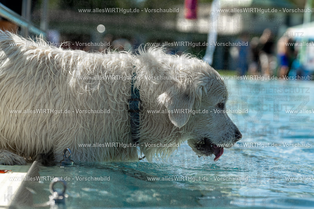 Hundeschwimmen_Volksbad_2026-allesWIRTHgut_Tierfotografie-2609061307-121734-7R500518 | Professionelle Tierfotografie in Mönchengladbach von Daniel Wirth (allesWIRTHgut). Liebevolle & natürliche Bilder von Hunden & Katzen für unvergessliche Erinnerungen.