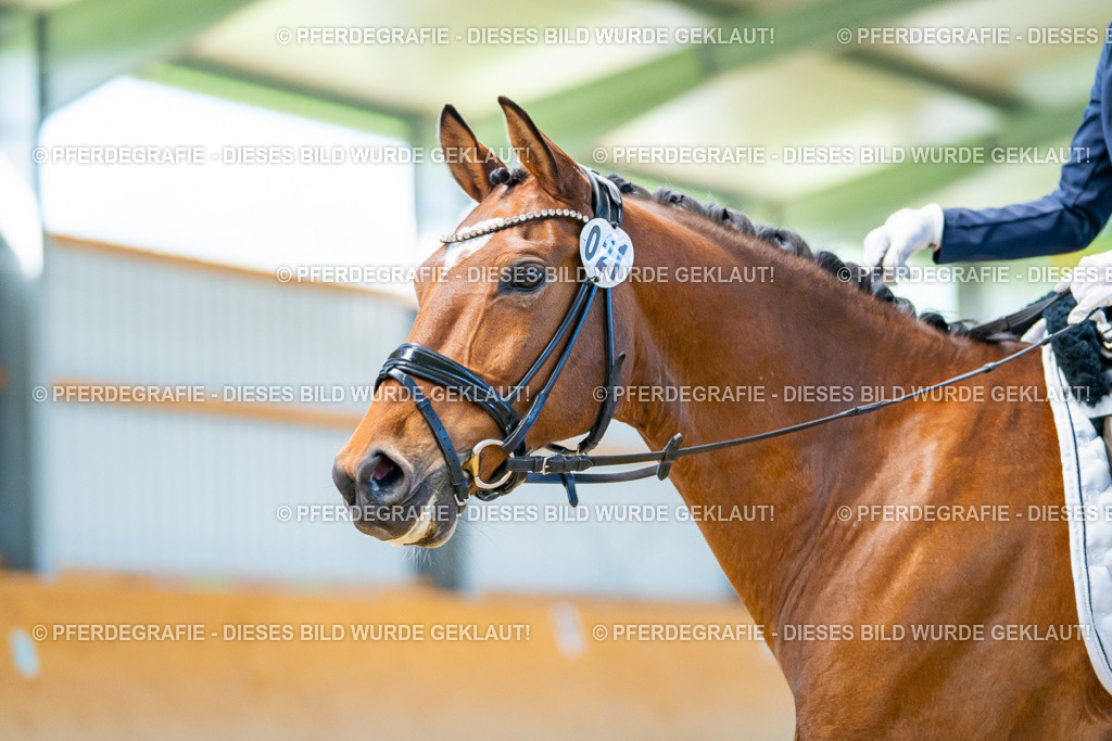 DSC08007 | Pferdegrafie