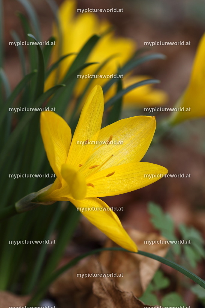 Herbst-Goldbecher-005 | Das Bilderarchiv über Tiere, Planzen und Landschaften. In der Bilddatenbank finden Sie ein große Auswahl an hochwertigen Bilder für Ihre Werbung - Realisiert mit Pictrs.com