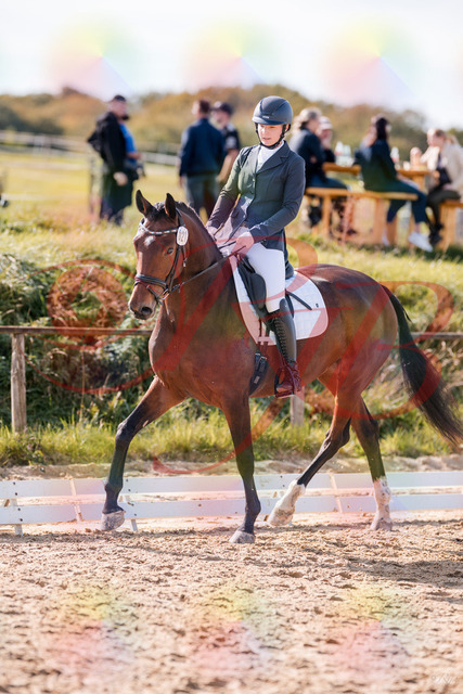 2026_10_03_Siefer-Hof_125449_Z81_42856426 | Professionelle Reitsport-, Turnier- und Eventfotografie von Robert Broda. Galerien mit ausgewählten und bearbeiteten Bildern direkt online ansehen und bestellen.