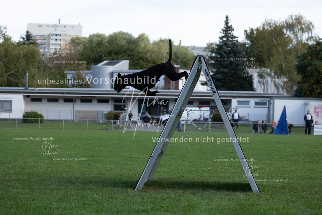 _16A5591 | Einzigartige Fotos von Hunden & Menschen –Actionfotos, Portraits, Vereinsaufnahmen & Paarshootings – authentisch, lebendig & mit Herz.