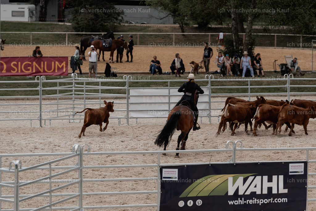 WE__Stoib_Rinder_PI2025_3168 | Pferd International München 2025