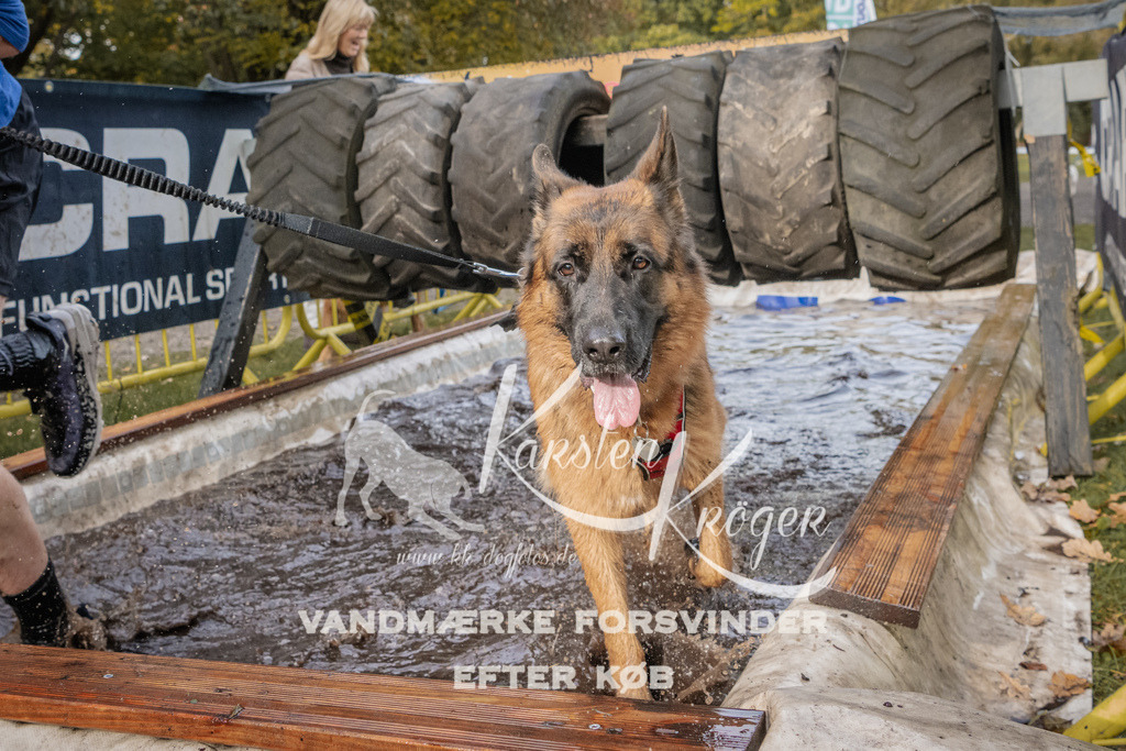 1446_ZZ90080 | kk-dogfotos