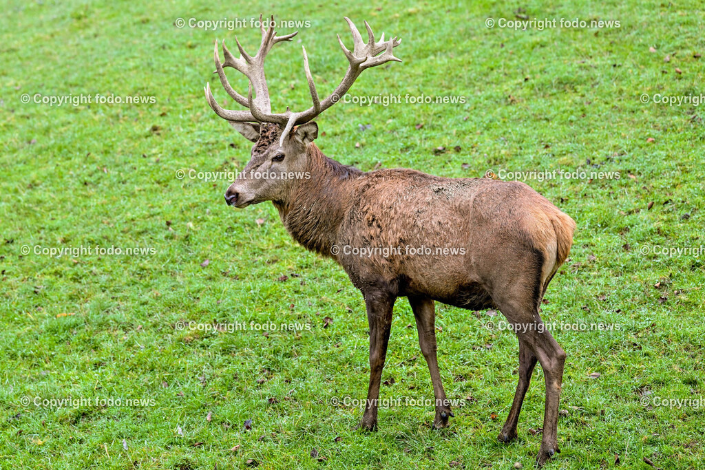 Hirsch_ 03.11.2024-10 | 03.11.2024, Windischgarsten, AUT, Tiere im Bild Hirsch, Rothirsch, Wildtier, Waldbewohner Der Rothirsch (Cervus elaphus) ist eine Art der Echten Hirsche. In der Jaegersprache spricht man vom Rotwild. Wie bei den meisten anderen Vertretern der Hirsche bildet nur das maennliche Tier jaehrlich ein Geweih aus. Im mitteleuropaeischen Raum ist der Rothirsch eines der groeßten freilebenden Wildtiere und kommt hier fast nur noch in Waldbiotopen vor. Urspruenglich war er Bewohner offener und halboffener Landschaften. Rothirsche sind in mehreren Unterarten in Eurasien verbreitet. Quelle: Wikipedia