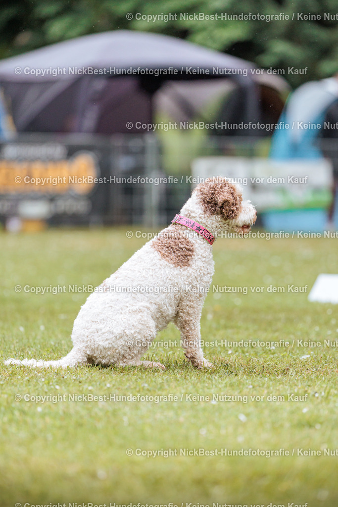 RO-Blumenthal-2026-Nickbest-Hundefotografie-3631 | Dein Hund! Dein Moment! Deine Erinnerungen! Hundefotografie in Bremen Blumenthal. Ich fange die besonderen Momente deines Vierbeiners ein – ob Indoor mit Blitzanlage oder in der freien Natur. Sicher dir dein Moment und dein Termin für eure Erinnerungen.
