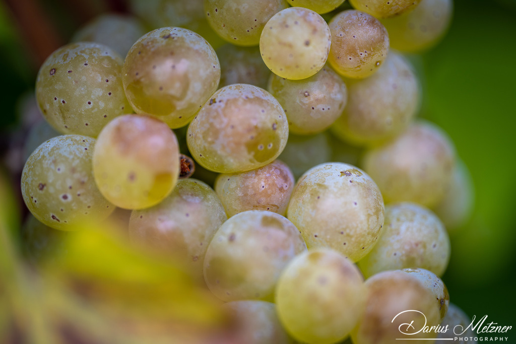 DSC_1268 | Fotografien, Fotos und Bilder aus Mainz, Frankfurt, Wiesbaden und anderen Orten auf der Welt - Fotografiert von Darius Metzner