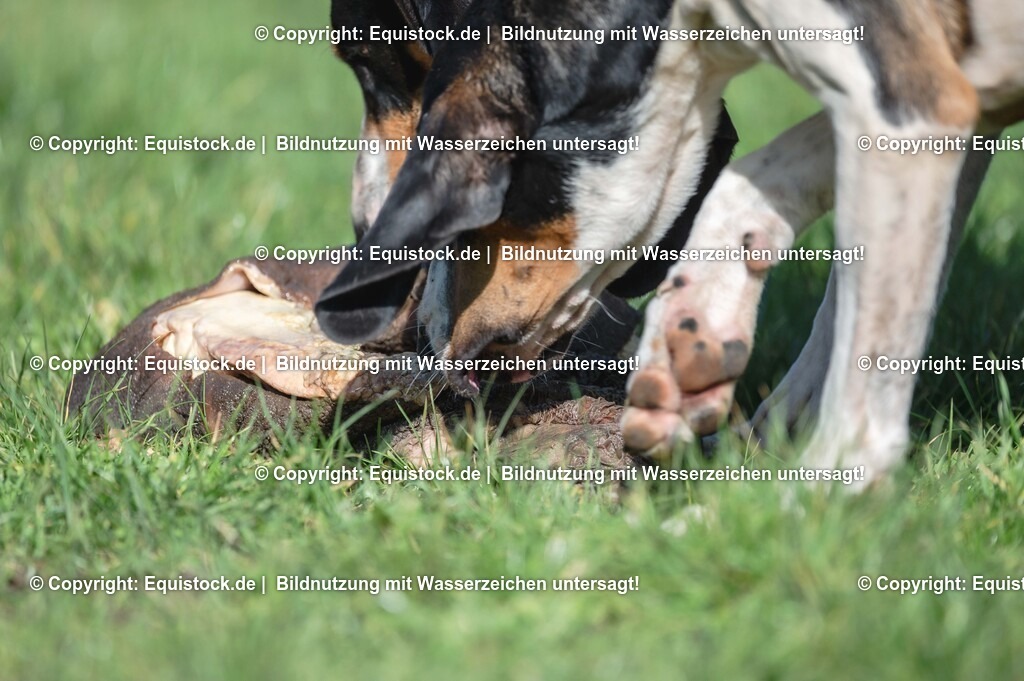 20251011_Jagd-Marbach_0659 | Foto: Thomas Hartig