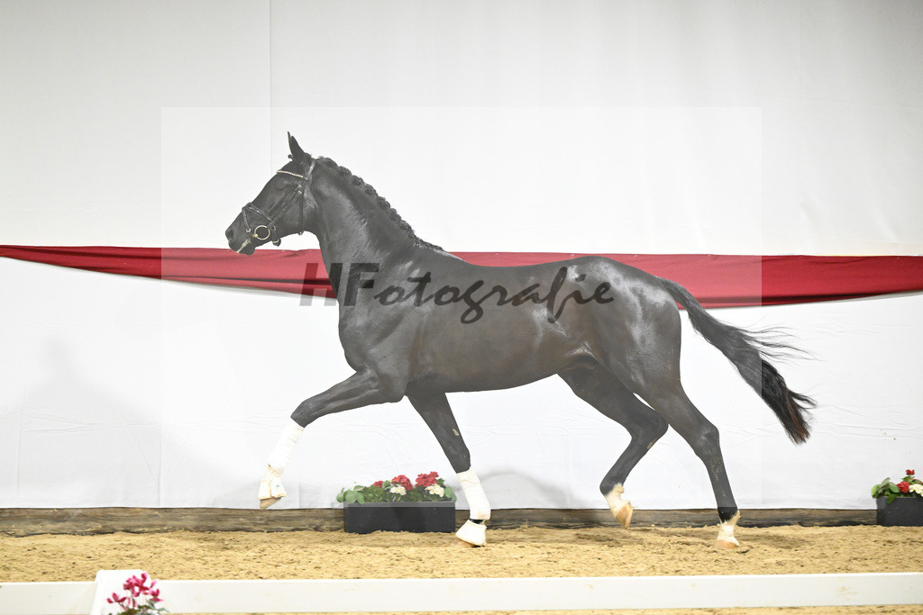 Kat-Nr. 55 v. DSP Bohemian_Casper_63221540 | hf-fotografie - Realizzato con Pictrs.com