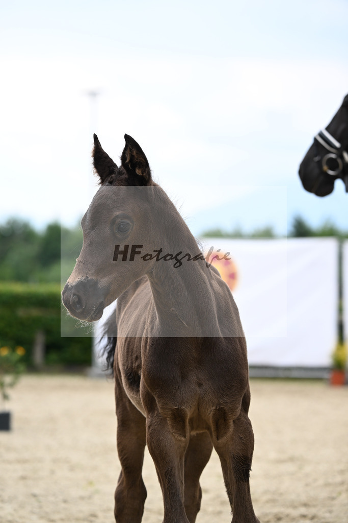 Kat-Nr. 14 Doubtless x Classe_HF_Cordes_14250166 | hf-fotografie - Realizzato con Pictrs.com