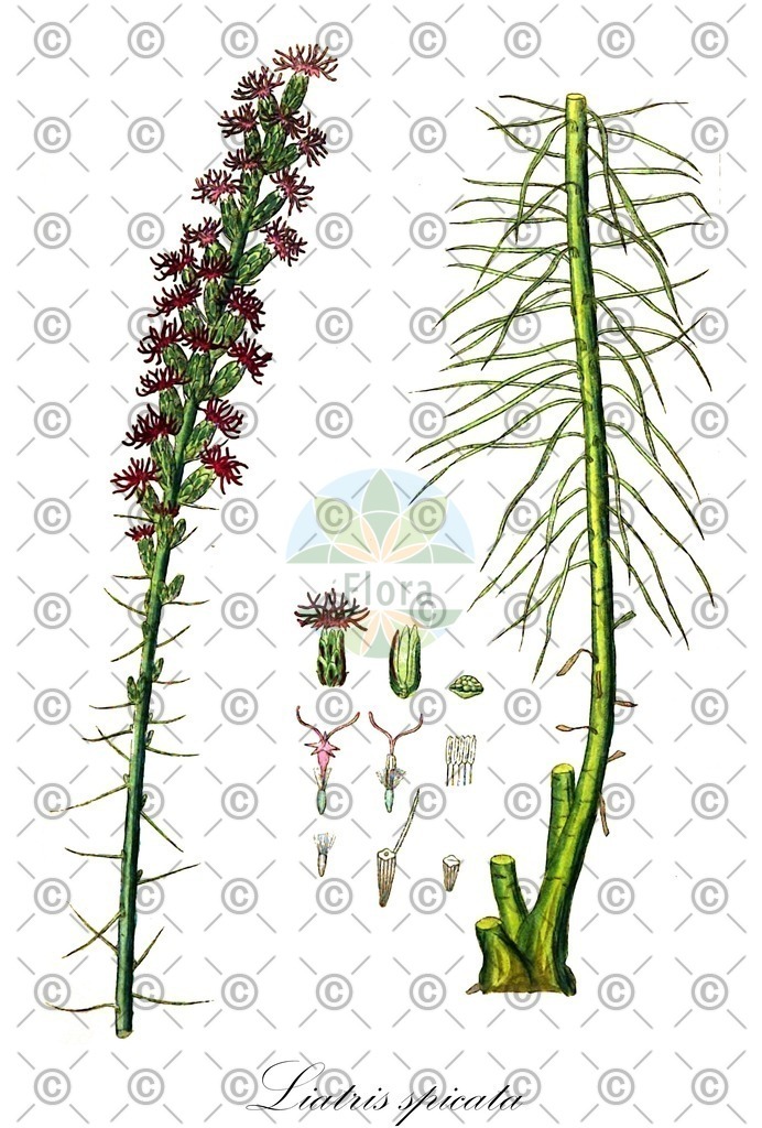 HistAbb_wfo-0000784656_2_ENZY_Simple | Historische Abbildung von Liatris spicata - Asteraceae | Historical Illustration of Liatris spicata - Asteraceae (florist gayfeather)