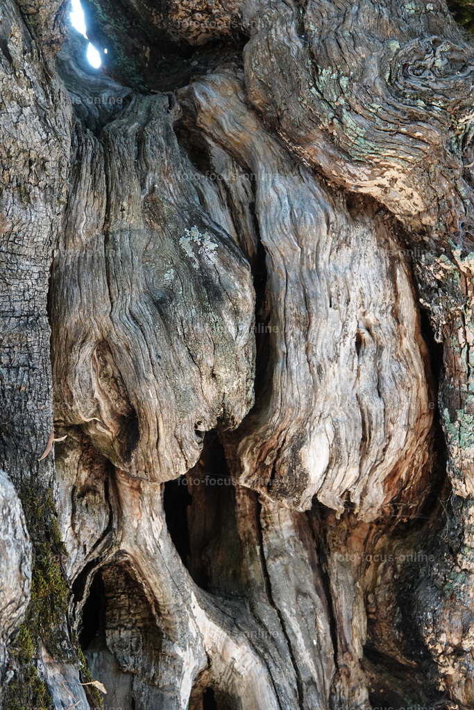 Stories of the Ancient Olive Trees | Ancient Olive Trees
