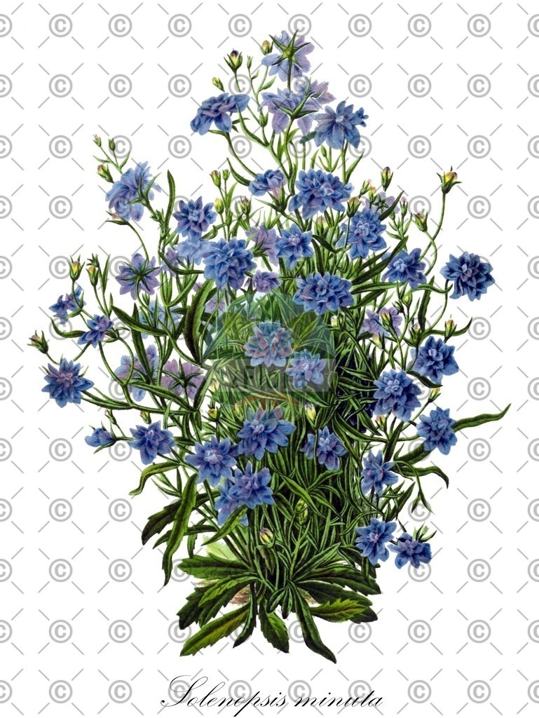 HistAbb_wfo-1000010278_1_ENZY_Simple | Historische Abbildung von Solenopsis minuta - Campanulaceae | Historical Illustration of Solenopsis minuta - Campanulaceae