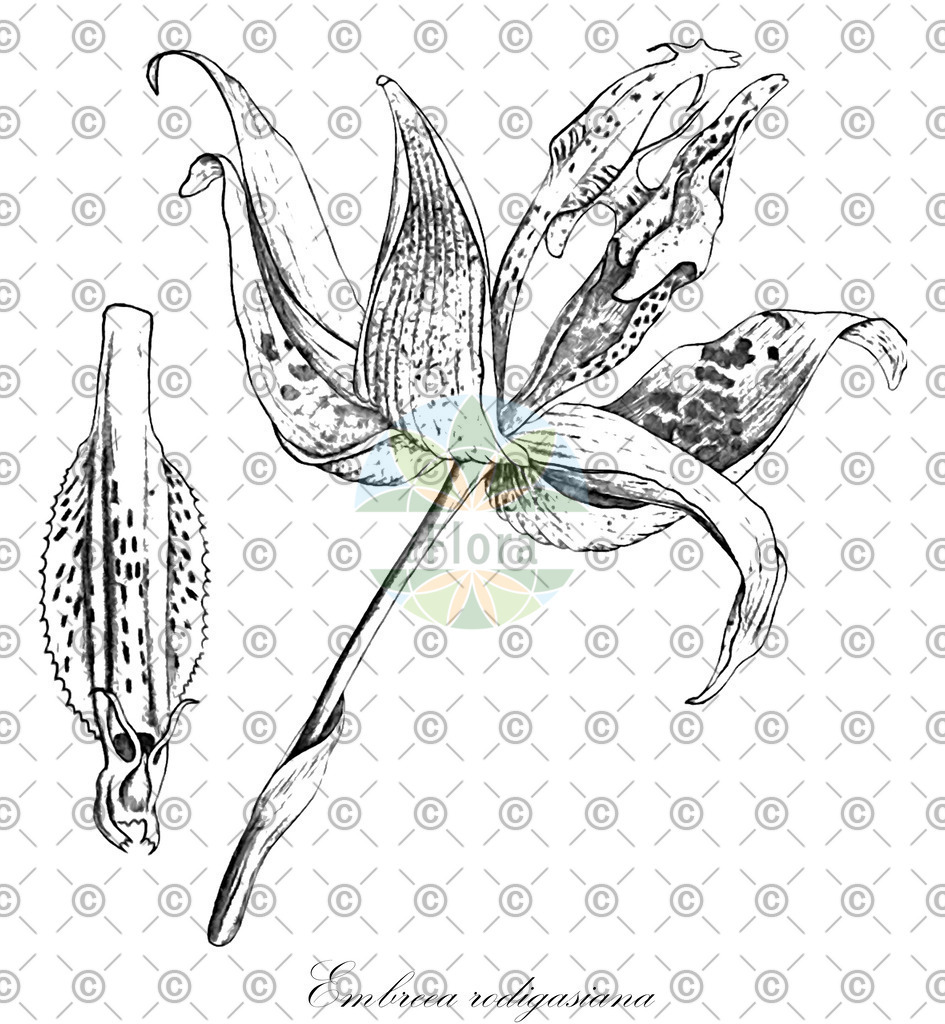 HistAbb_wfo-0000667149_1_ENZY_Simple | Historische Abbildung von Embreea rodigasiana - Orchidaceae | Historical Illustration of Embreea rodigasiana - Orchidaceae