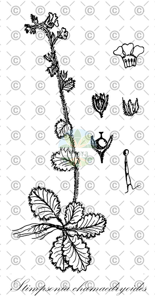 HistAbb_wfo-0000903098_1_ENZY_Simple | Historische Abbildung von Stimpsonia chamaedryoides - Primulaceae | Historical Illustration of Stimpsonia chamaedryoides - Primulaceae
