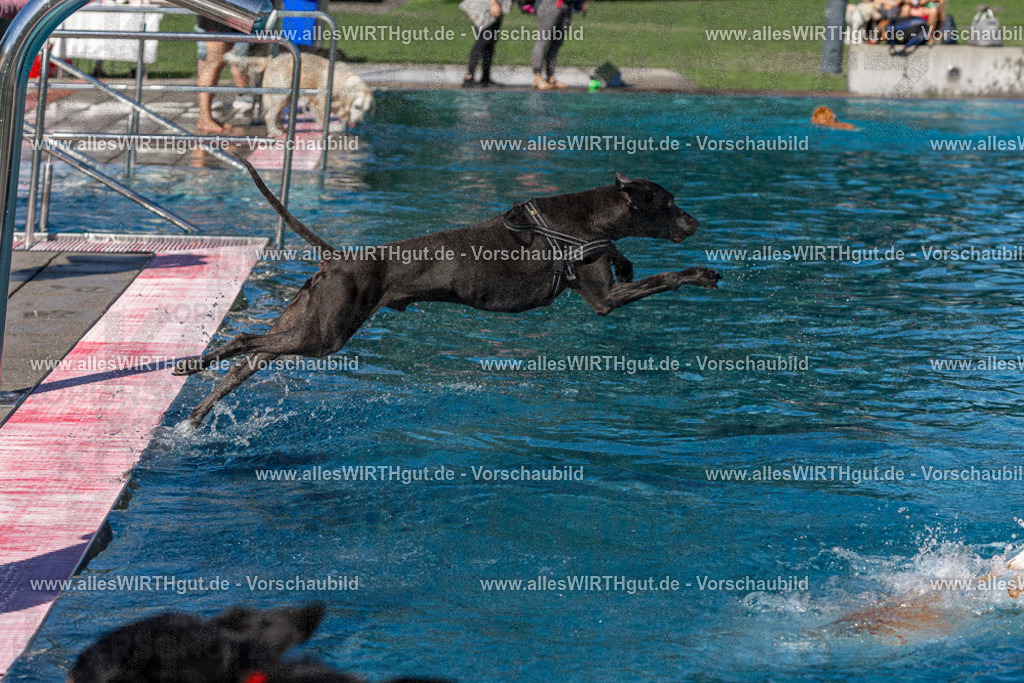 Hundeschwimmen_Volksbad_2026-allesWIRTHgut_Tierfotografie-2609061133-FAY06250 | Professionelle Tierfotografie in Mönchengladbach von Daniel Wirth (allesWIRTHgut). Liebevolle & natürliche Bilder von Hunden & Katzen für unvergessliche Erinnerungen.