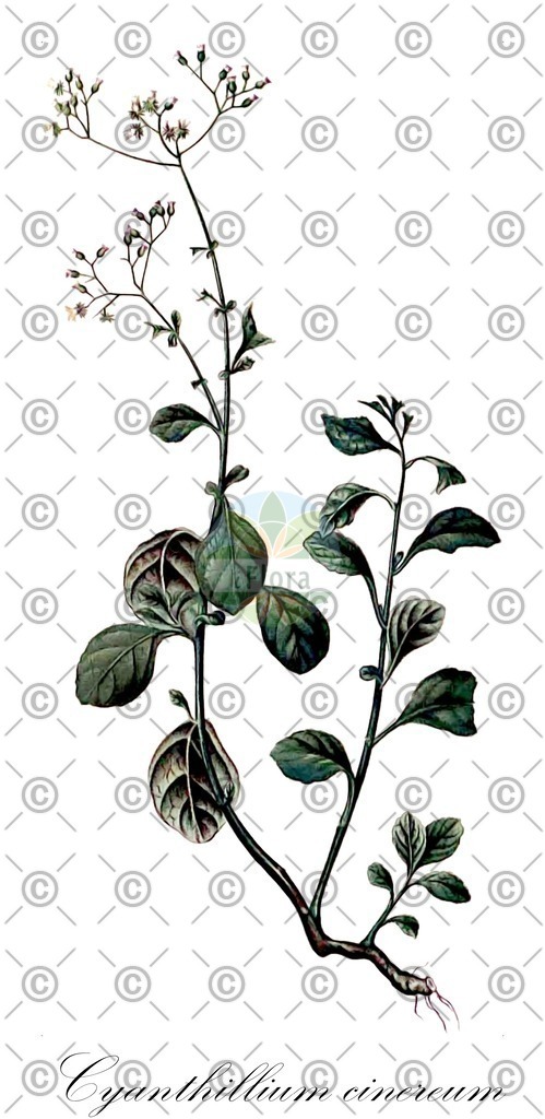 HistAbb_wfo-0000631088_1_ENZY_Simple | Historische Abbildung von Cyanthillium cinereum - Asteraceae | Historical Illustration of Cyanthillium cinereum - Asteraceae