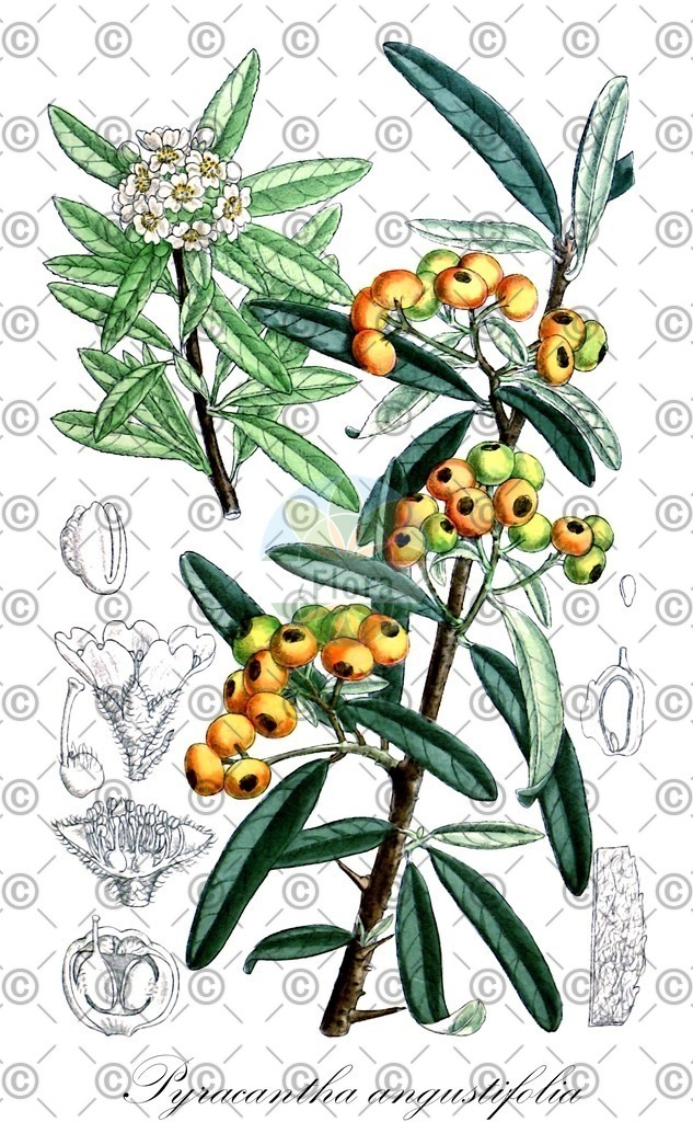 HistAbb_wfo-0000393937_1_ENZY_Simple | Historische Abbildung von Pyracantha angustifolia - Rosaceae | Historical Illustration of Pyracantha angustifolia - Rosaceae