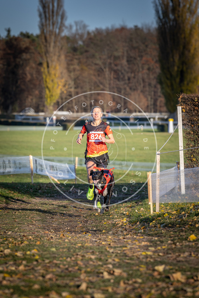 CaniXpix_DV3A3352 | Hundefotografie, Tierfotograf, Pfotenfotografie, Fotoshooting Hund, Hunde Portrait, Hundesport, Hundeportraits, Heideshooting, Hunde, Sportfotograf, Hundefotograf, Turnierhundsport, THS,  - Realisiert mit Pictrs.com