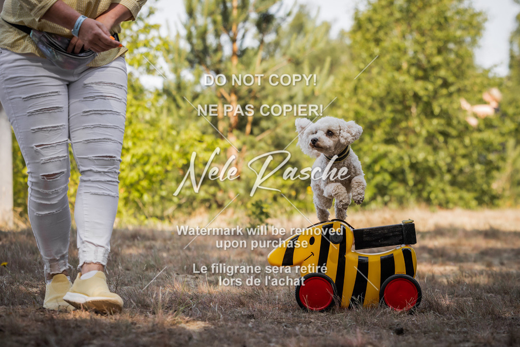 nelerasche_soDD1_325 | nelerasche