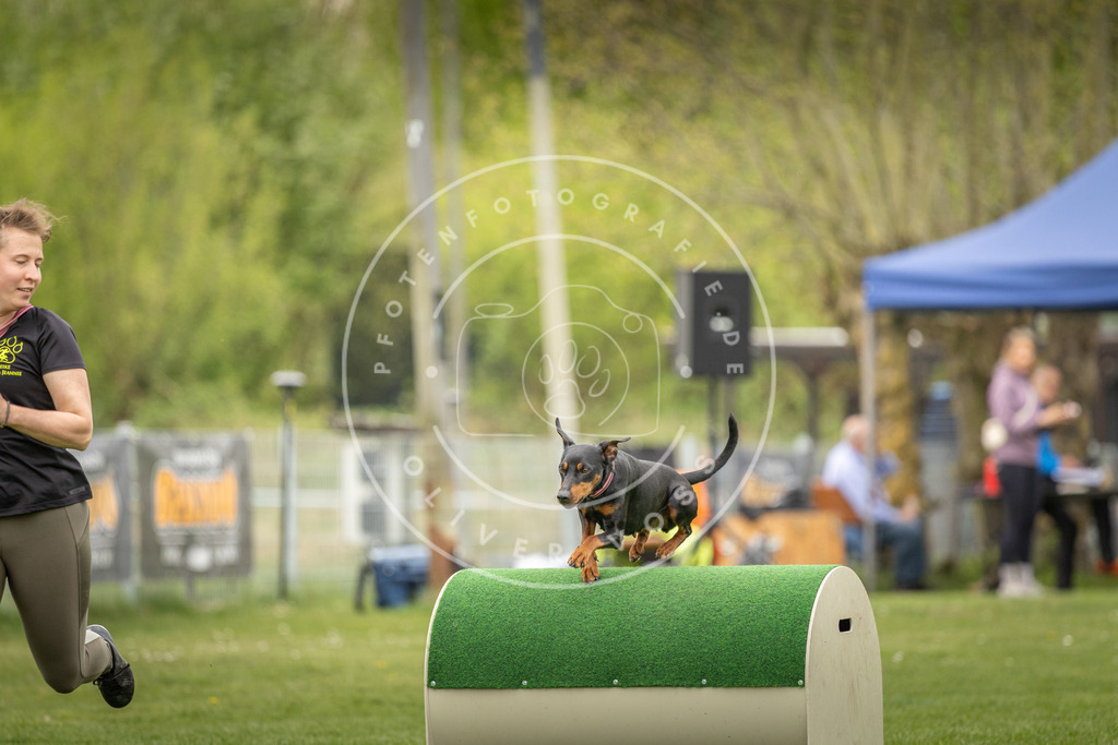 Pfotenfotografie_DV3A1171 | Hundefotografie, Tierfotograf, Pfotenfotografie, Fotoshooting Hund, Hunde Portrait, Hundesport, Hundeportraits, Heideshooting, Hunde, Sportfotograf, Hundefotograf, Turnierhundsport, THS,  - Realisiert mit Pictrs.com