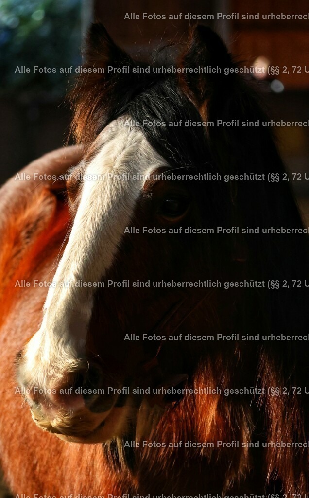 20240127133620_0C4A0287_2-01_3 | krollfotografie - Realisiert mit Pictrs.com