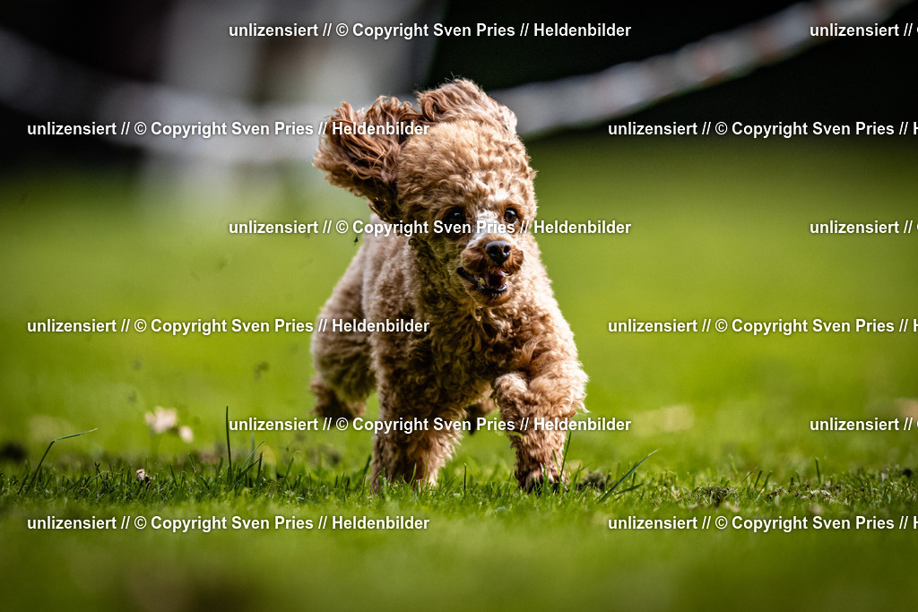Sven Pries | 2025-10-03 - Hunderennen Obergrombach - Realisiert mit Pictrs.com