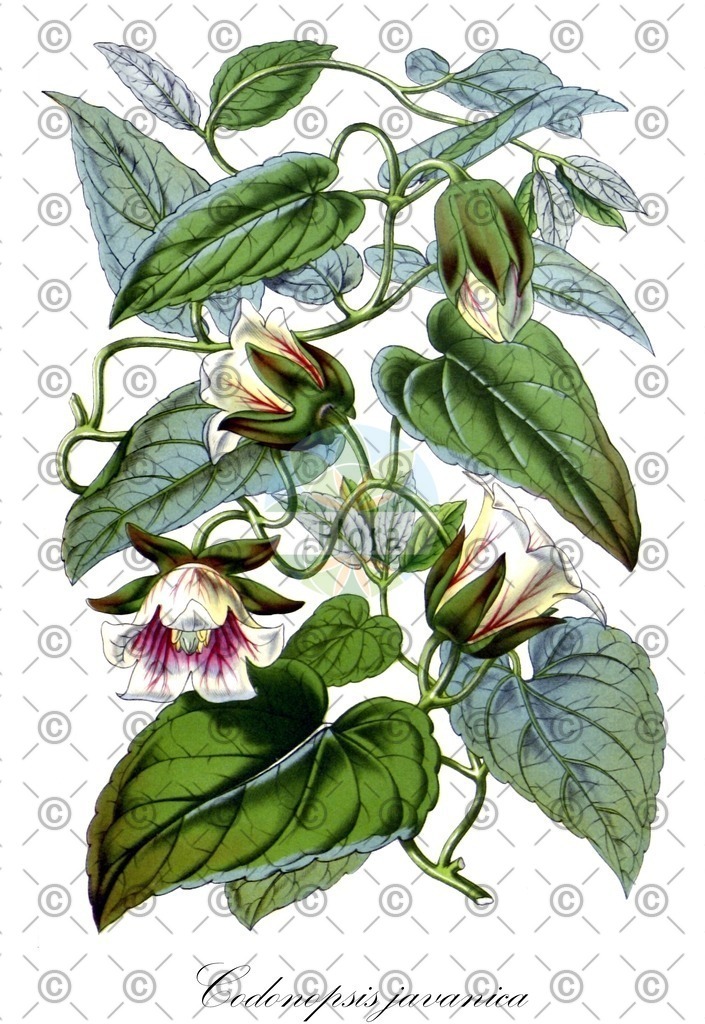 HistAbb_wfo-0000905566_1_ENZY_Simple | Historische Abbildung von Codonopsis javanica - Campanulaceae | Historical Illustration of Codonopsis javanica - Campanulaceae