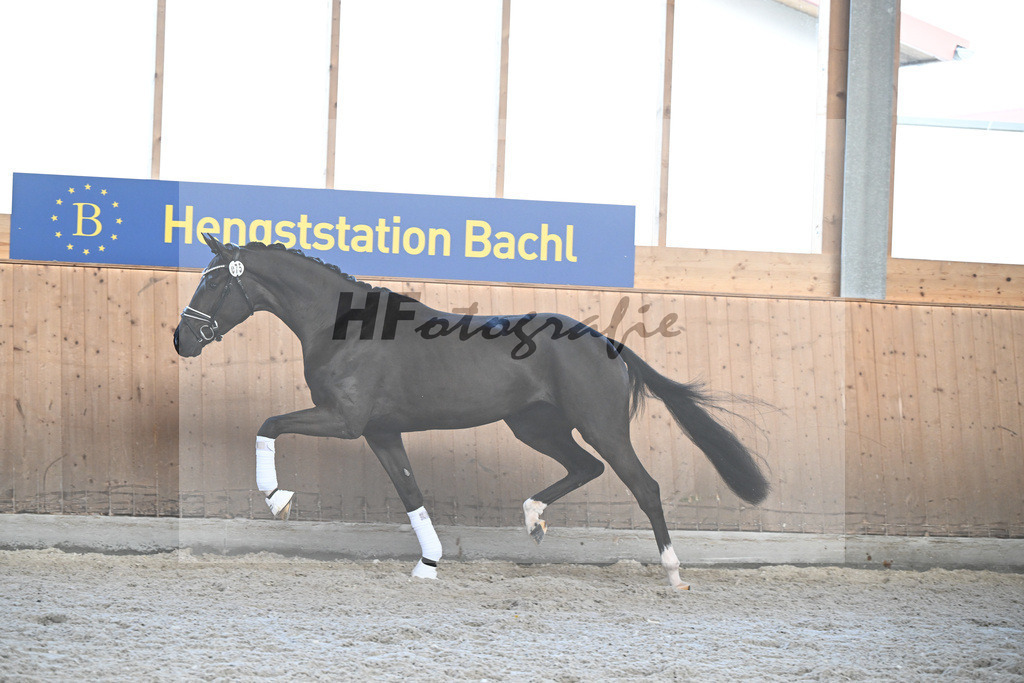 Kat-Nr. 75 E mile Grazie v. Sezuans Donnerhall_Schorer_5252001 | hf-fotografie - Realizzato con Pictrs.com
