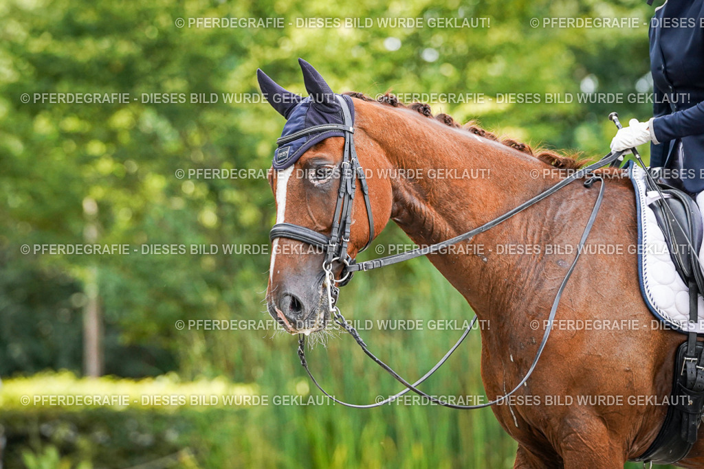 DSC07474 | Pferdegrafie