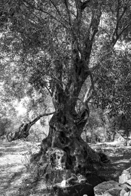 Olive Baum / Olea europaea, Olivia / Olive tree | Kreative Fotografie von Fotoloft-MaciejRusinek aus Frankfurt am Main. Große Motivauswahl in individuell ausgewählten Formaten auf unterschiedlichen Materialien. Bestellen bequem online.
Preise sind variable, je nach Material und Größe. 
 - Realisiert mit Pictrs.com