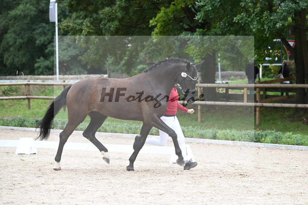 Kat-Nr. 35 Despera Lou_Schumm_49221090 | hf-fotografie - Realizzato con Pictrs.com