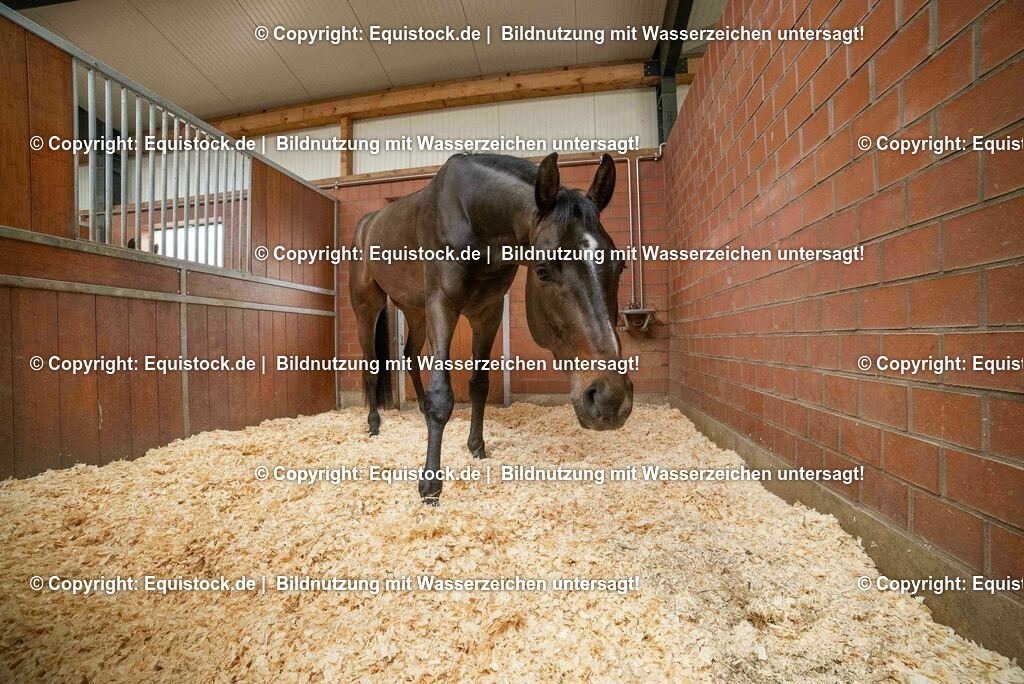 20190409_Einstreu_in_Pferdebox_0059 | Foto: Thomas Hartig