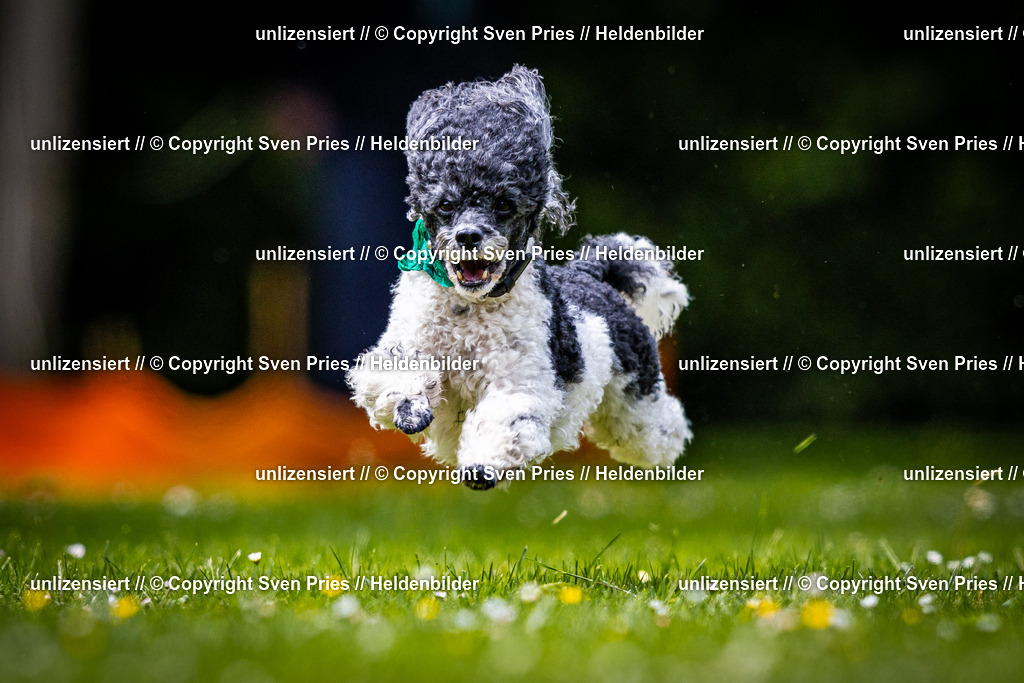 Sven Pries | 2026-05-14 - Hunderennen KA Durlach Vatertag 2026 - Realisiert mit Pictrs.com