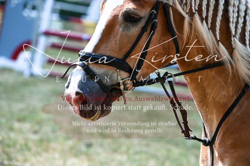 DSC_8753 | Pferde- und Turnierfotografie in Westsachsen. Pferdeportraits, Auftragszeichnungen und intuitive Kunst.