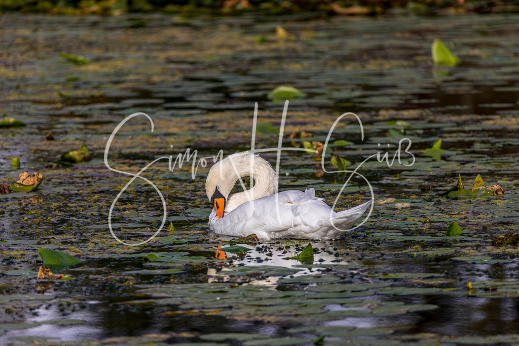 Schwan im Rinsen | simonsuess - Realisiert mit Pictrs.com