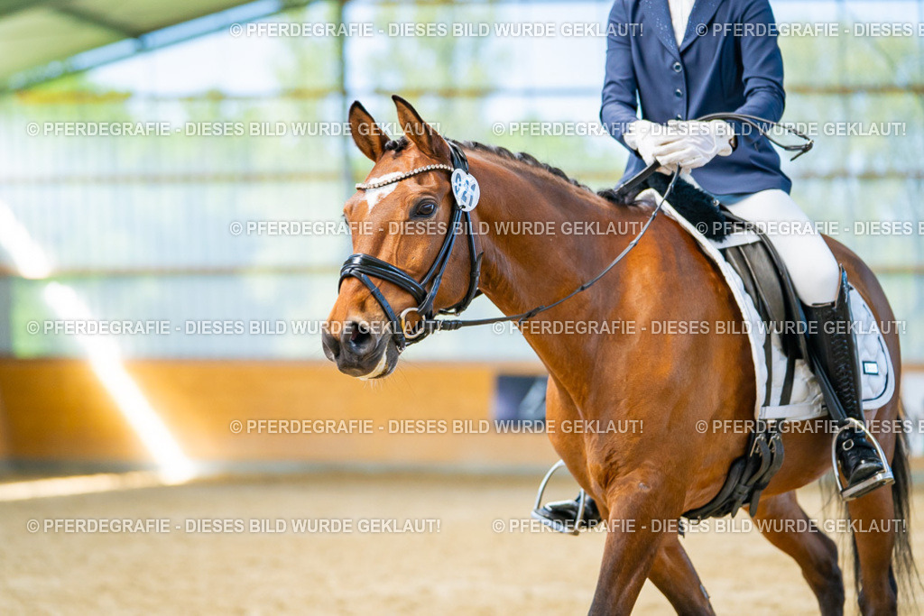 DSC08006 | Pferdegrafie