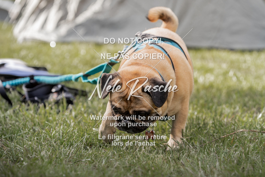 NR__1024 | nelerasche