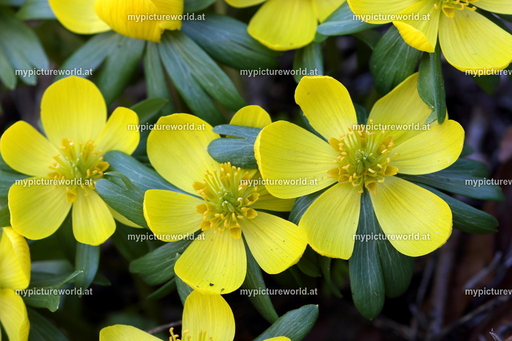 Winterling-001 | Das Bilderarchiv über Tiere, Planzen und Landschaften. In der Bilddatenbank finden Sie ein große Auswahl an hochwertigen Bilder für Ihre Werbung - Realisiert mit Pictrs.com