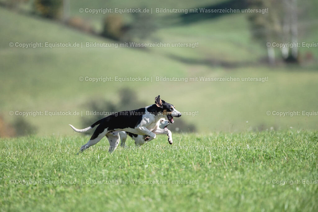 20251011_Jagd-Marbach_0384 | Foto: Thomas Hartig