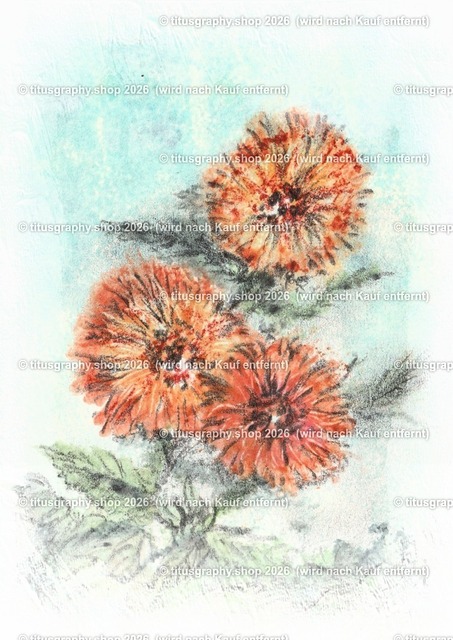 Asterngruß Variation 29 | Zeichnung von Vera Zschecked exclusiv auf titusgraphy.eu - Realisiert mit Pictrs.com