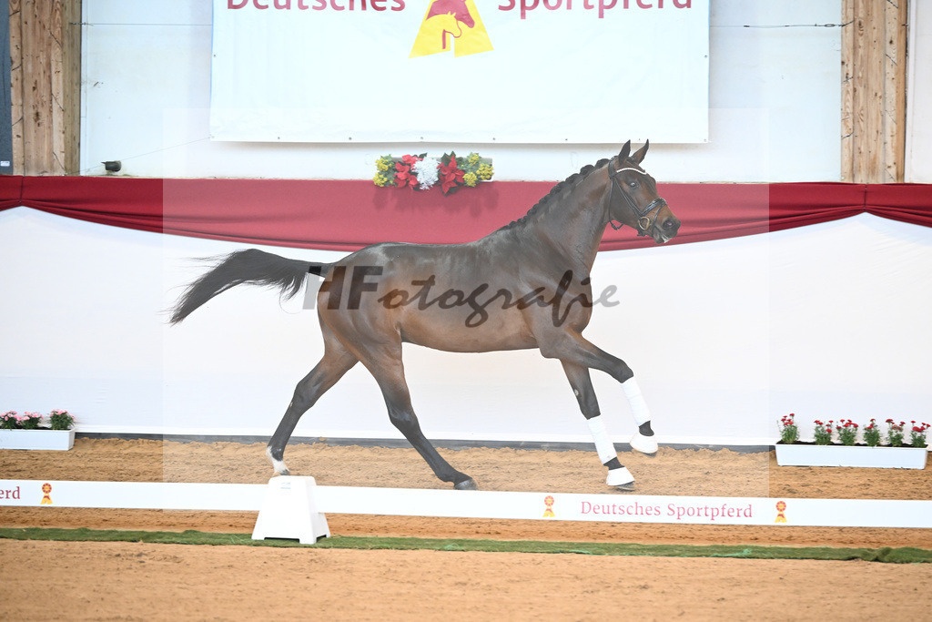 Kat-Nr. 6 Bon Joker x Fuerst Fohlenhof_Koch_43230158 | hf-fotografie - Realisiert mit Pictrs.com
