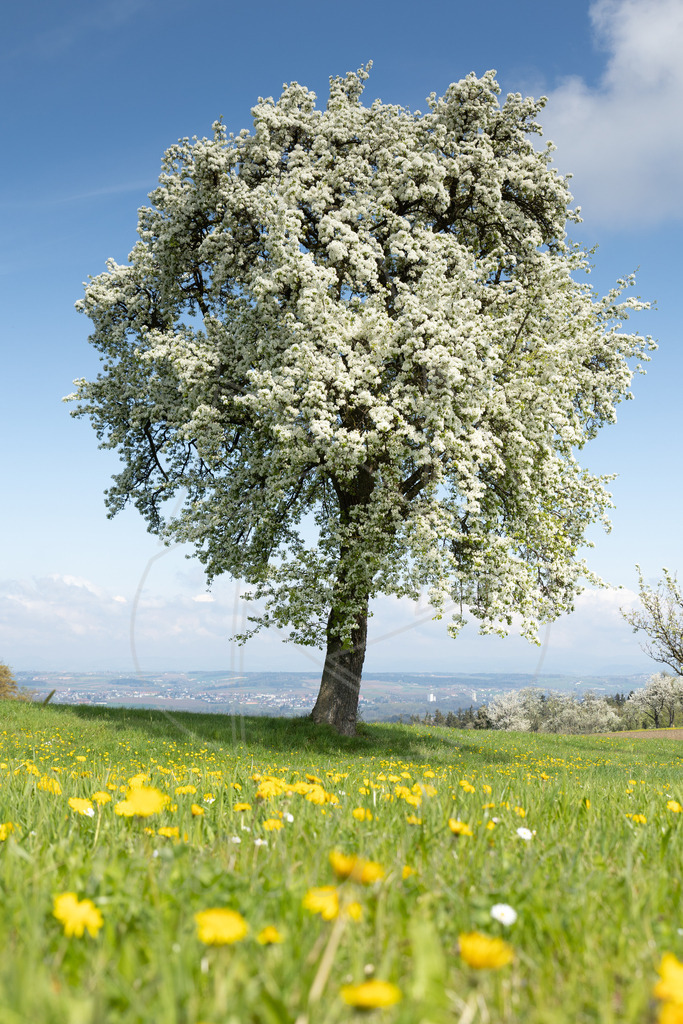 Prachtvoller Birnbaum | Bei Veröffentlichung des Bildes ist eine Namensnennung wie folgt erforderlich: 
Foto: Mostdirn Irmgard Wieser - Realisiert mit Pictrs.com