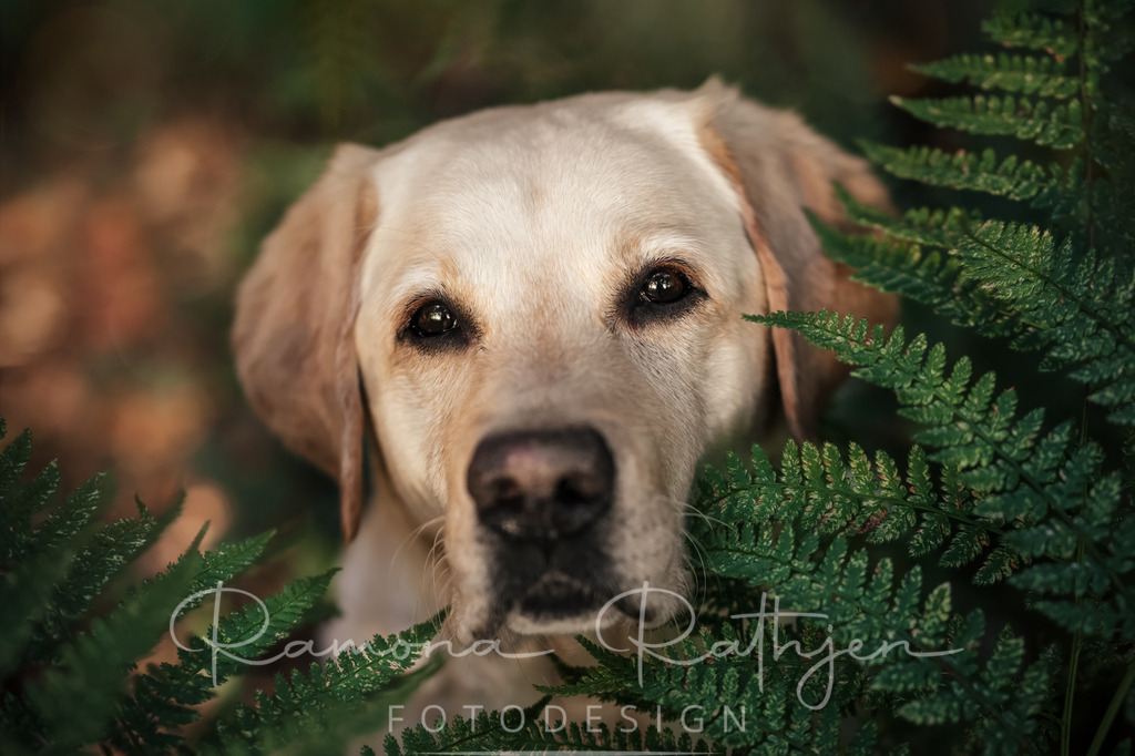 Labradorretriever-Fotoshooting-Farn | ramonarathjen-fotodesign - Realisiert mit Pictrs.com